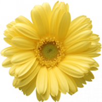 желтый-цветок